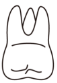 tooth 1