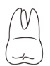 tooth 2