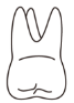 tooth 3