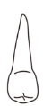 tooth 4