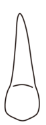 tooth 5